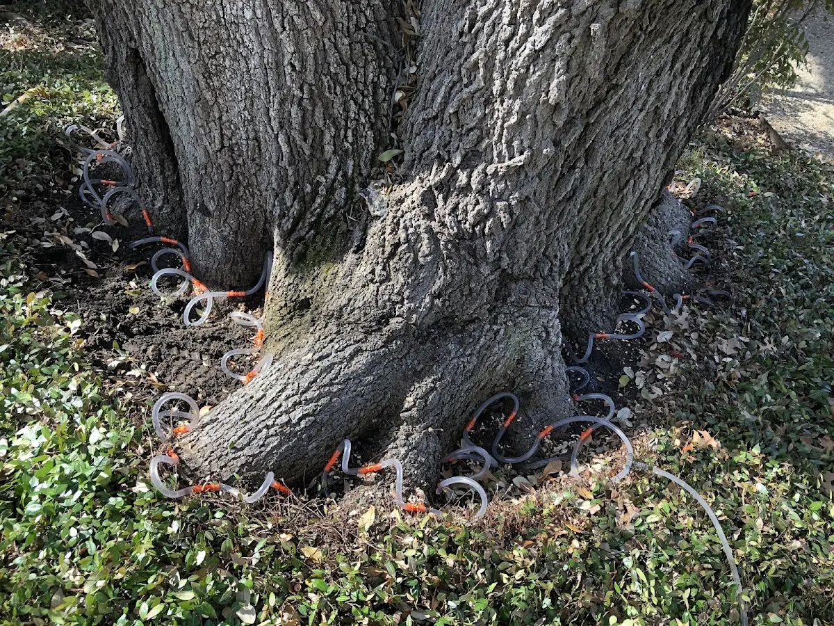 Detailed Tree Cabling and Bracing job site in Cameron